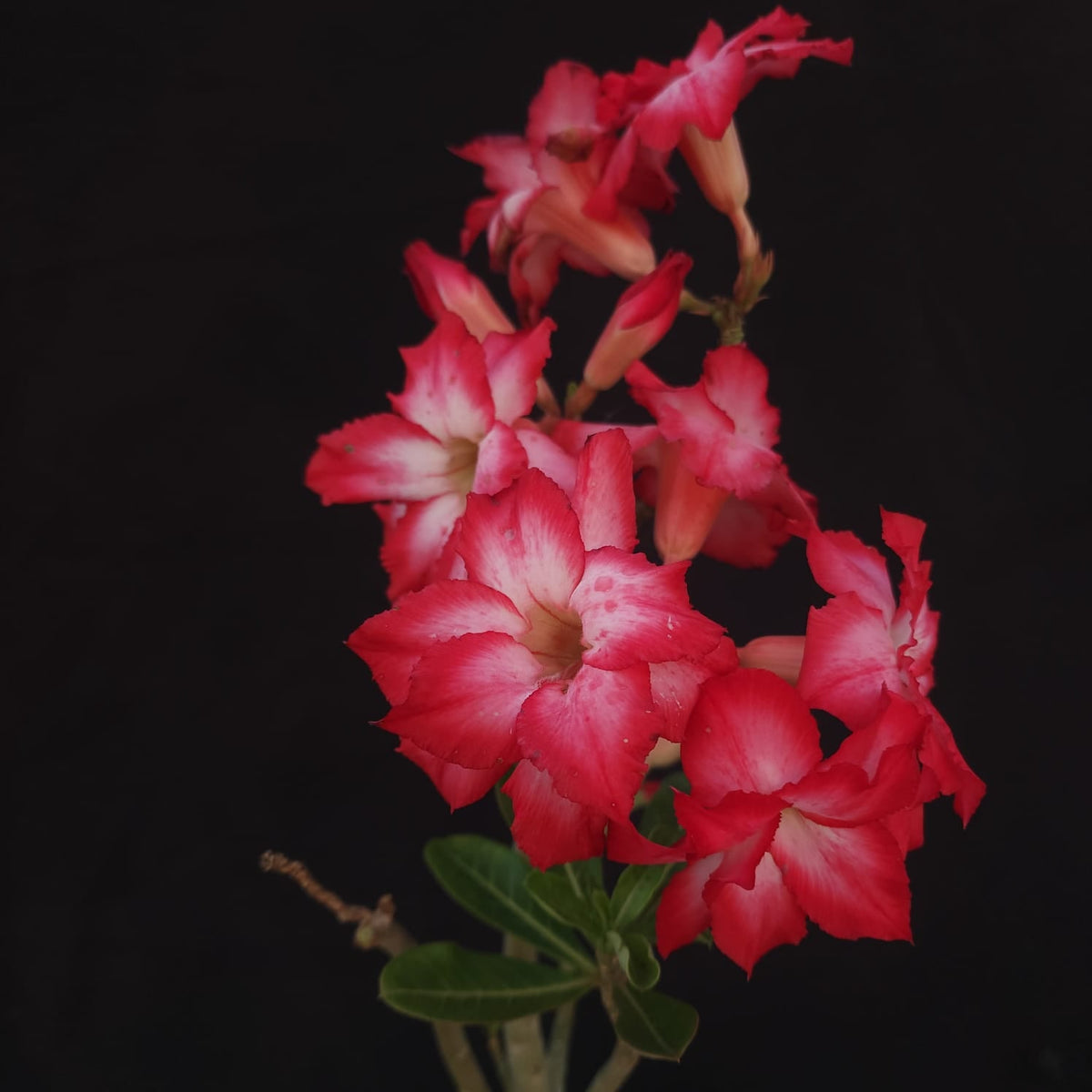 ROSA DO DESERTO EXCLUSIVA L-126 | SEMENTEIRA | DOBRADA - Apolonia Grade