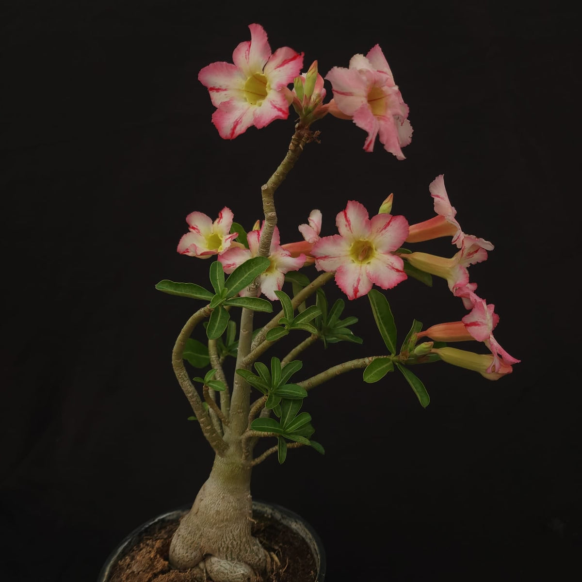 ROSA DO DESERTO EXCLUSIVA L-127 | SEMENTEIRA | SINGELA - Apolonia Grade