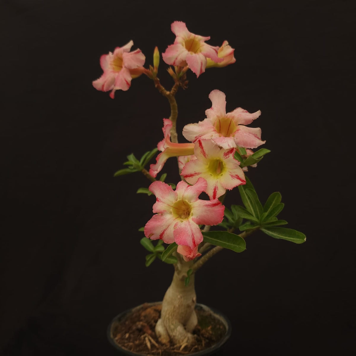 ROSA DO DESERTO EXCLUSIVA L-127 | SEMENTEIRA | SINGELA - Apolonia Grade
