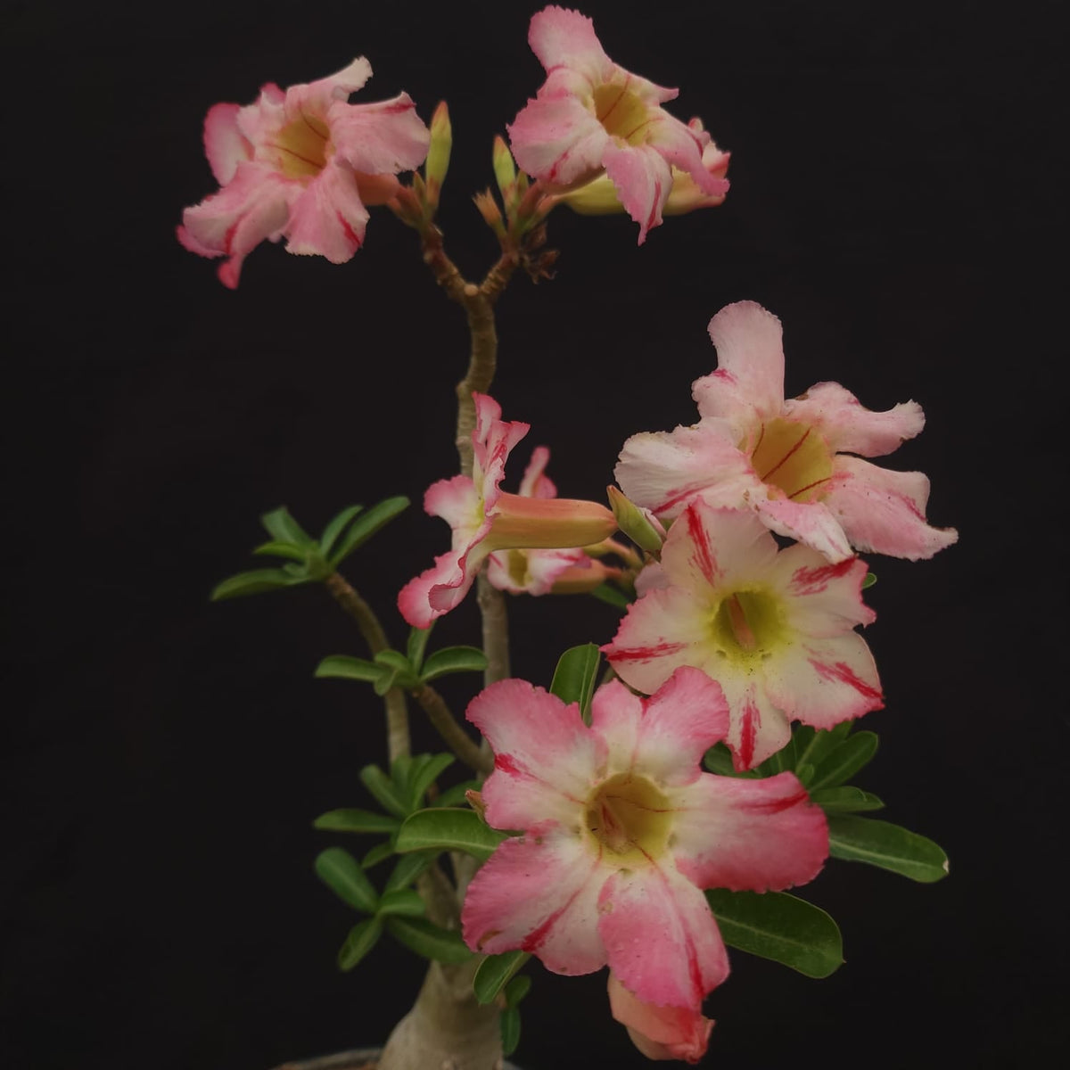 ROSA DO DESERTO EXCLUSIVA L-127 | SEMENTEIRA | SINGELA - Apolonia Grade