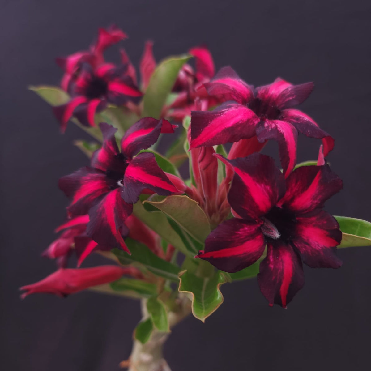 ROSA DO DESERTO EXCLUSIVA L-128 | ORFEU | - Apolonia Grade