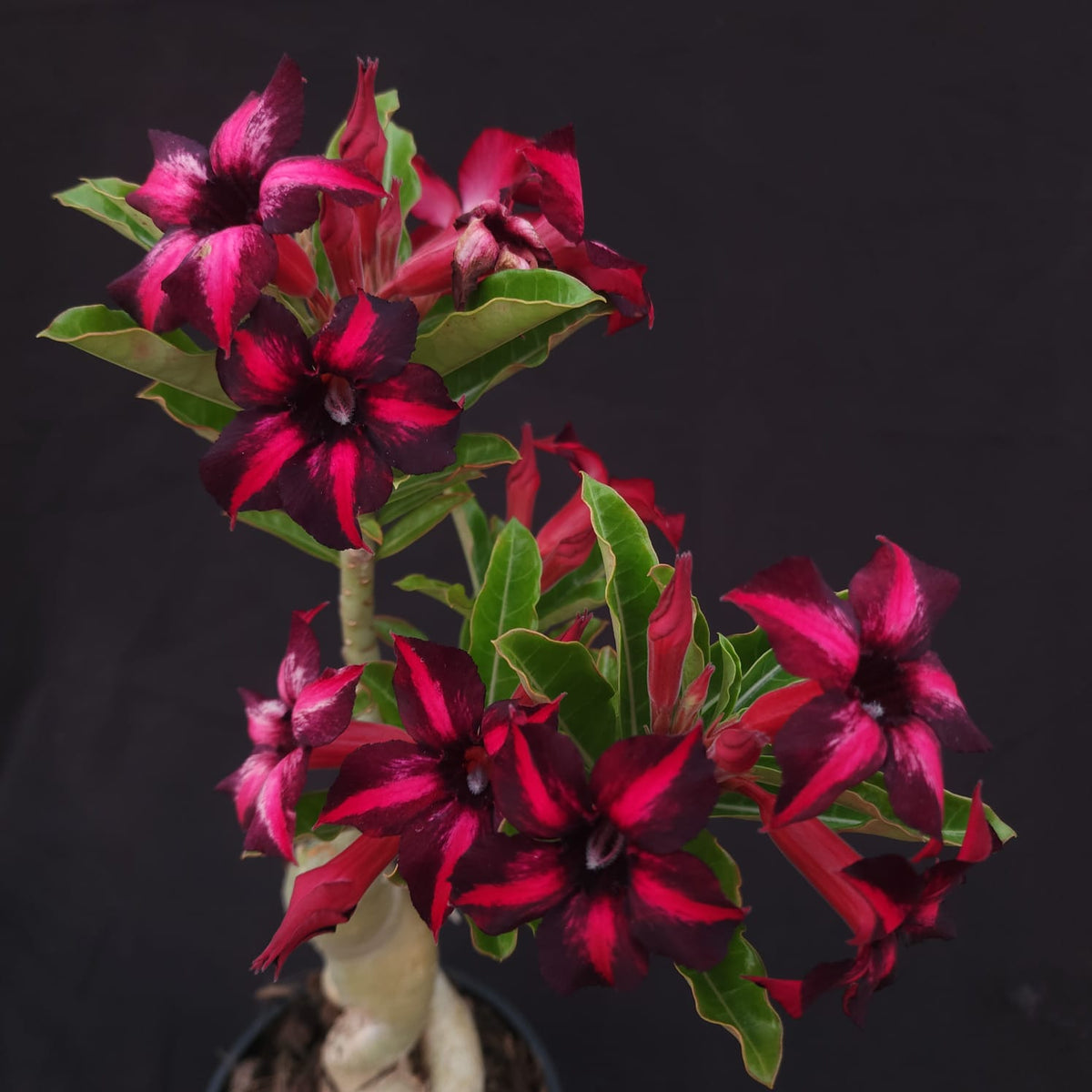 ROSA DO DESERTO EXCLUSIVA L-128 | ORFEU | - Apolonia Grade