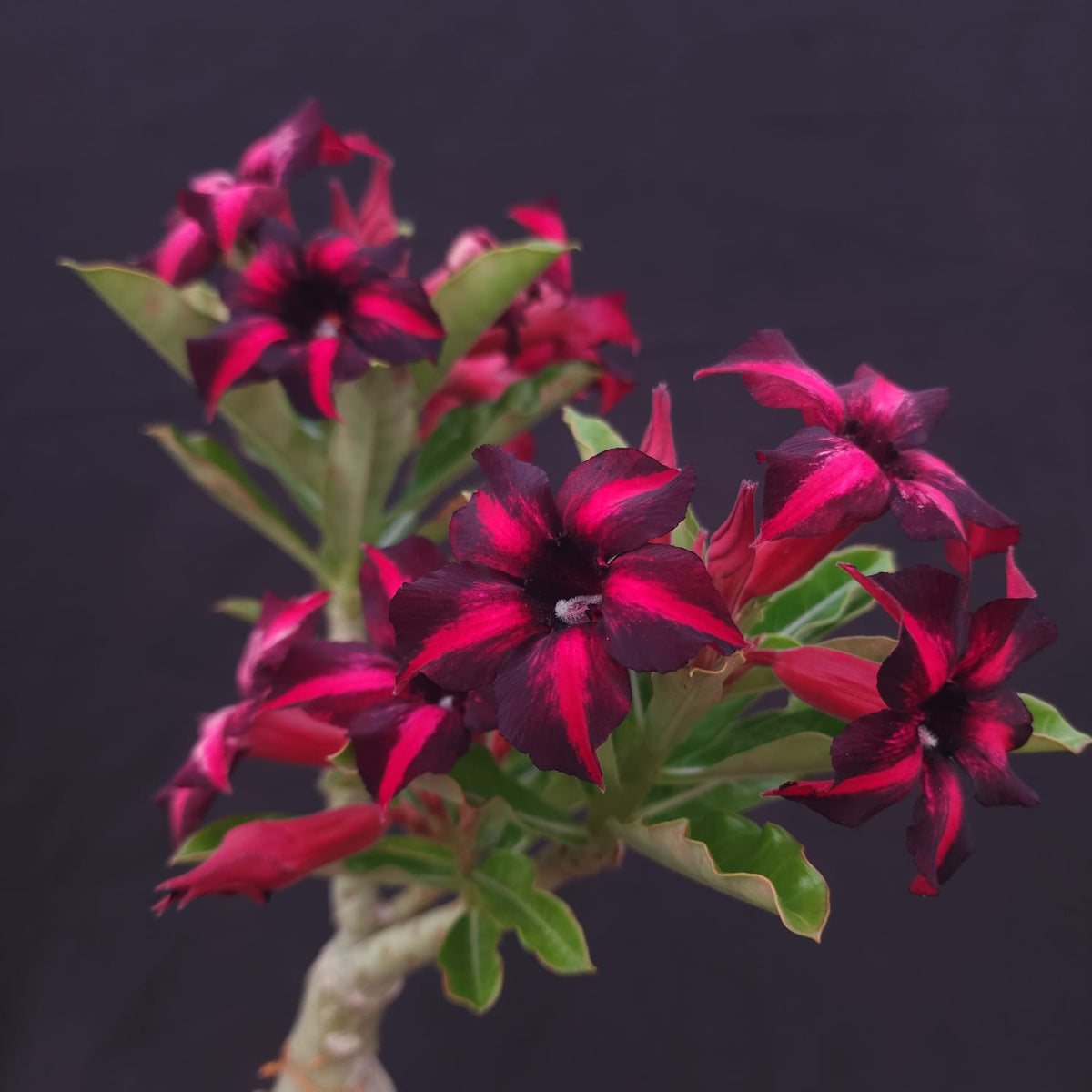 ROSA DO DESERTO EXCLUSIVA L-128 | ORFEU | - Apolonia Grade