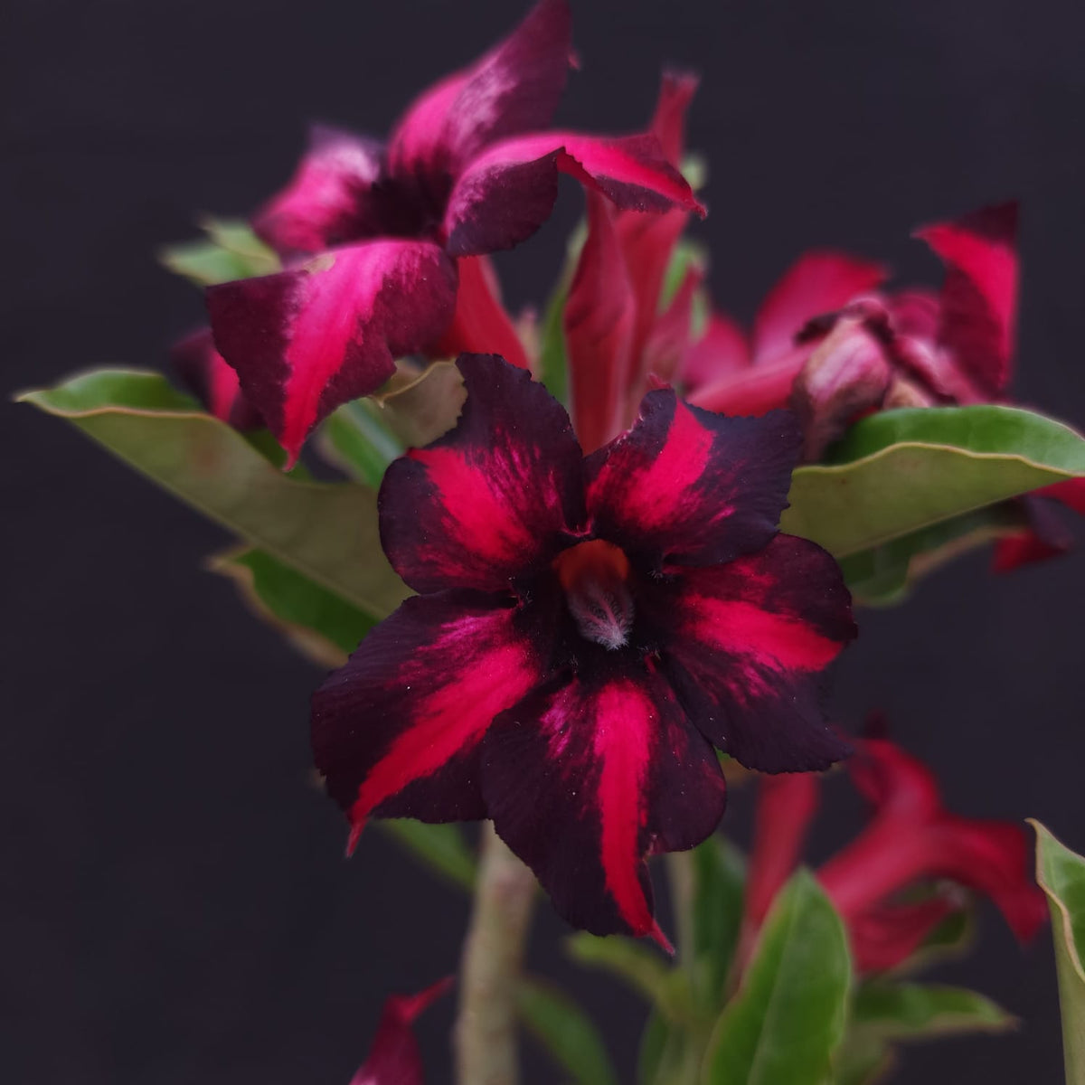ROSA DO DESERTO EXCLUSIVA L-128 | ORFEU | - Apolonia Grade