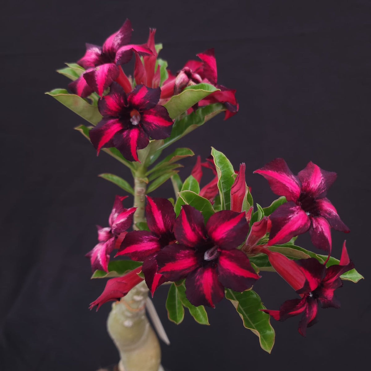 ROSA DO DESERTO EXCLUSIVA L-128 | ORFEU | - Apolonia Grade