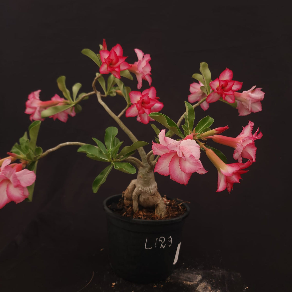 ROSA DO DESERTO EXCLUSIVA L-129 | SEMENTEIRA | - Apolonia Grade