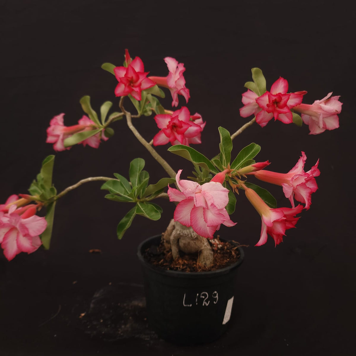 ROSA DO DESERTO EXCLUSIVA L-129 | SEMENTEIRA | - Apolonia Grade