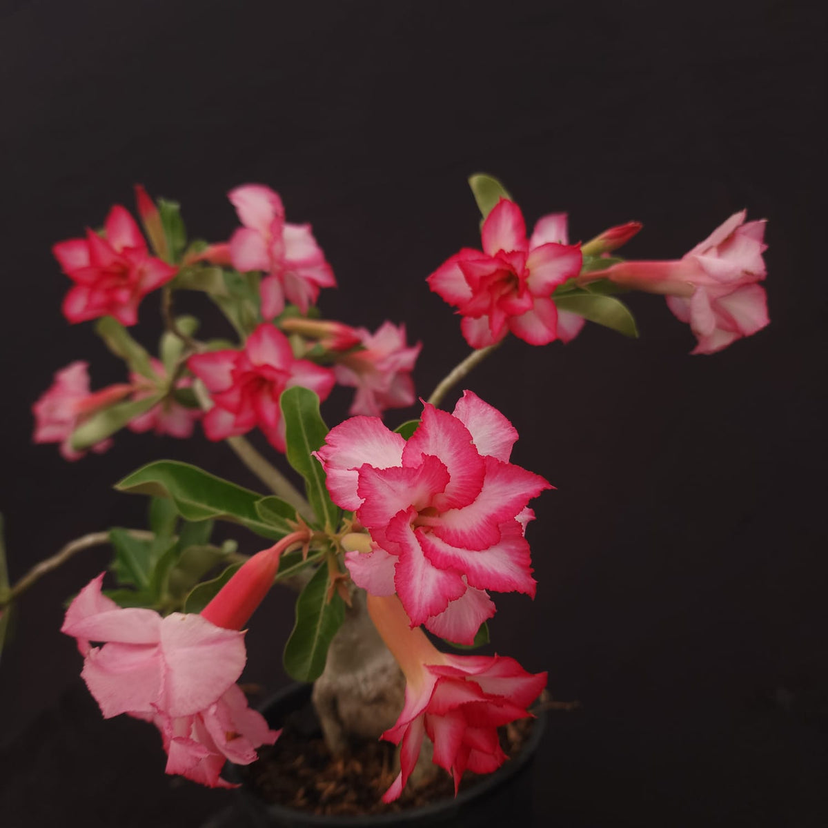 ROSA DO DESERTO EXCLUSIVA L-130 | MATIZADA | - Apolonia Grade