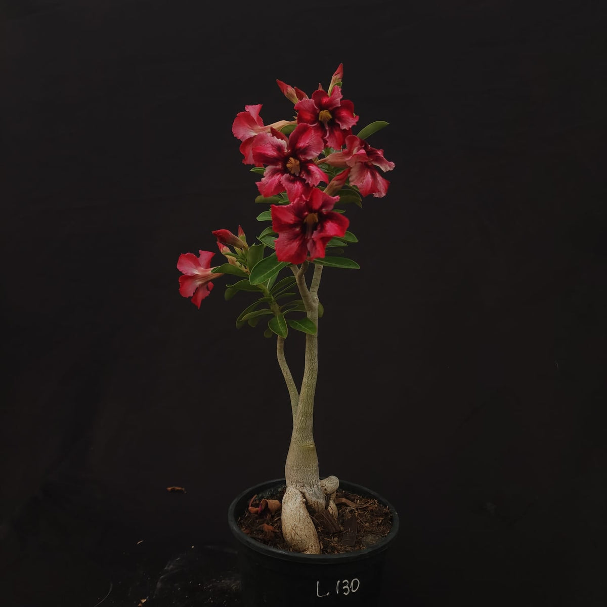 ROSA DO DESERTO EXCLUSIVA L-130 | MATIZADA | - Apolonia Grade