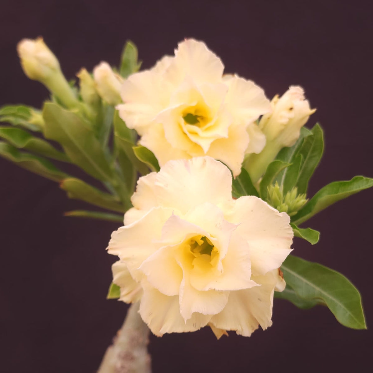 ROSA DO DESERTO EXCLUSIVA L-131 | NUSA | AMARELA - Apolonia Grade