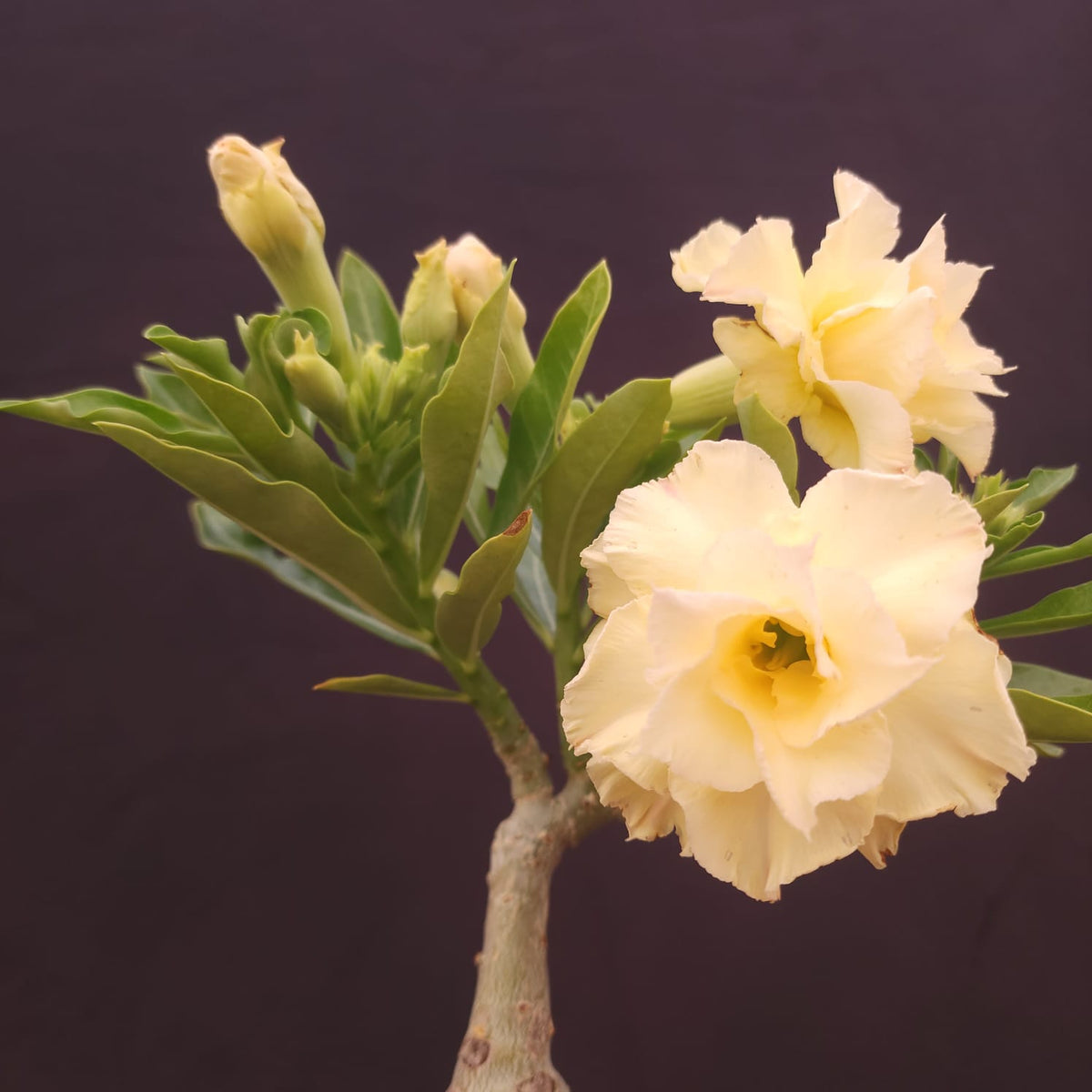 ROSA DO DESERTO EXCLUSIVA L-131 | NUSA | AMARELA - Apolonia Grade