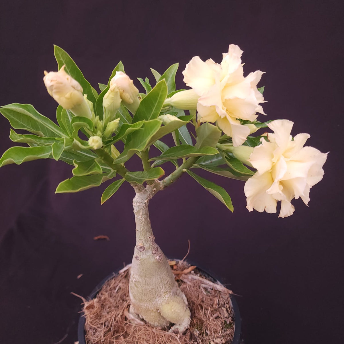 ROSA DO DESERTO EXCLUSIVA L-131 | NUSA | AMARELA - Apolonia Grade
