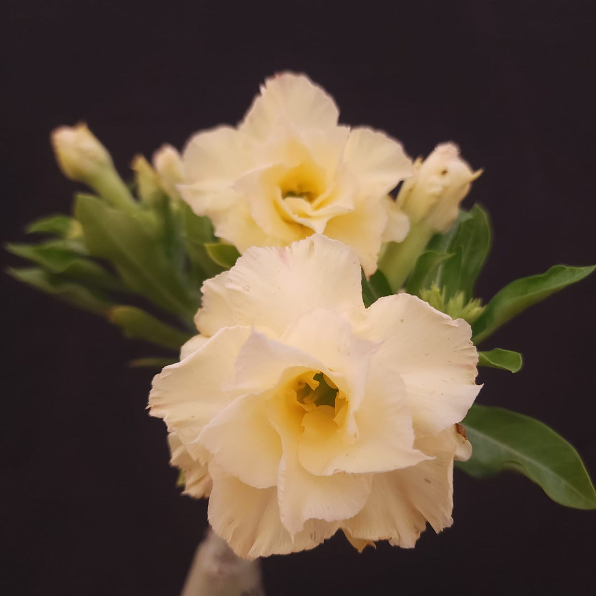 ROSA DO DESERTO EXCLUSIVA L-131 | NUSA | AMARELA - Apolonia Grade