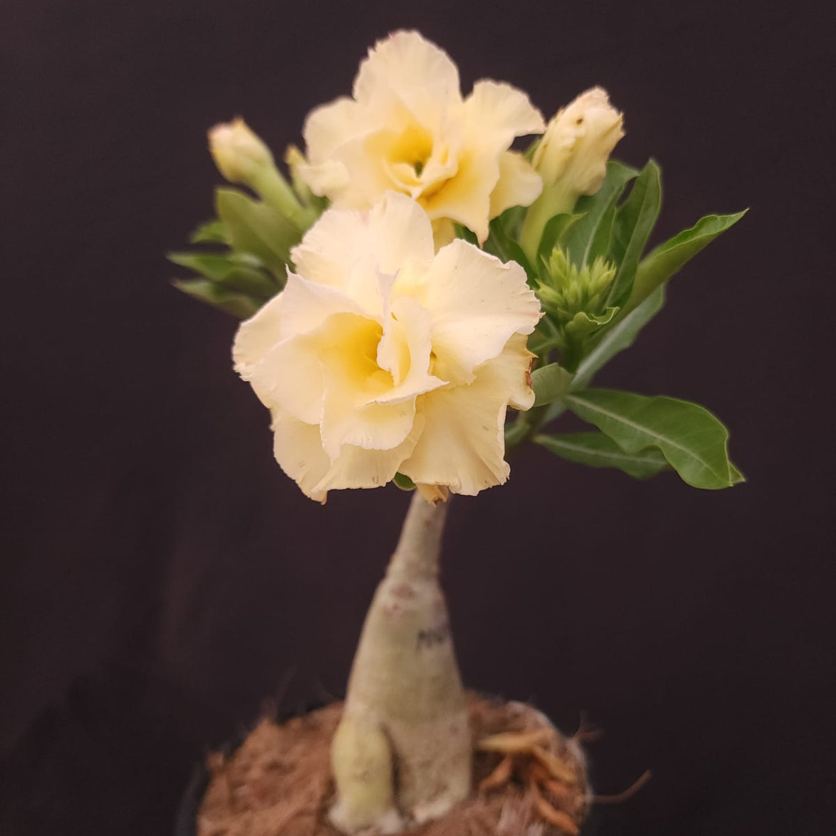 ROSA DO DESERTO EXCLUSIVA L-131 | NUSA | AMARELA - Apolonia Grade