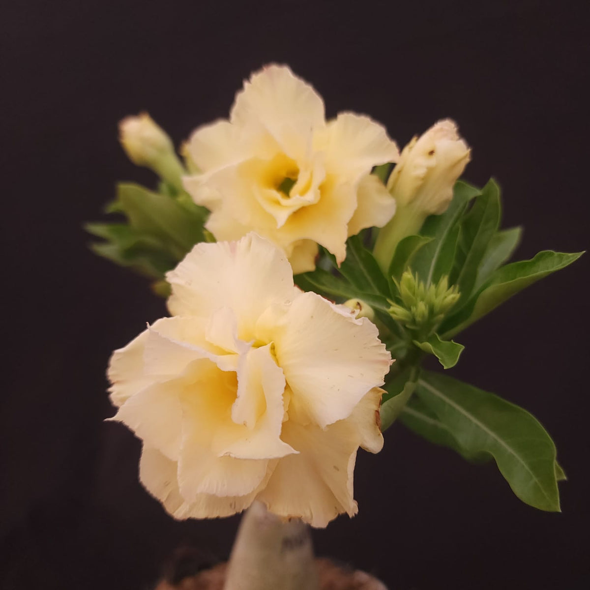 ROSA DO DESERTO EXCLUSIVA L-131 | NUSA | AMARELA - Apolonia Grade