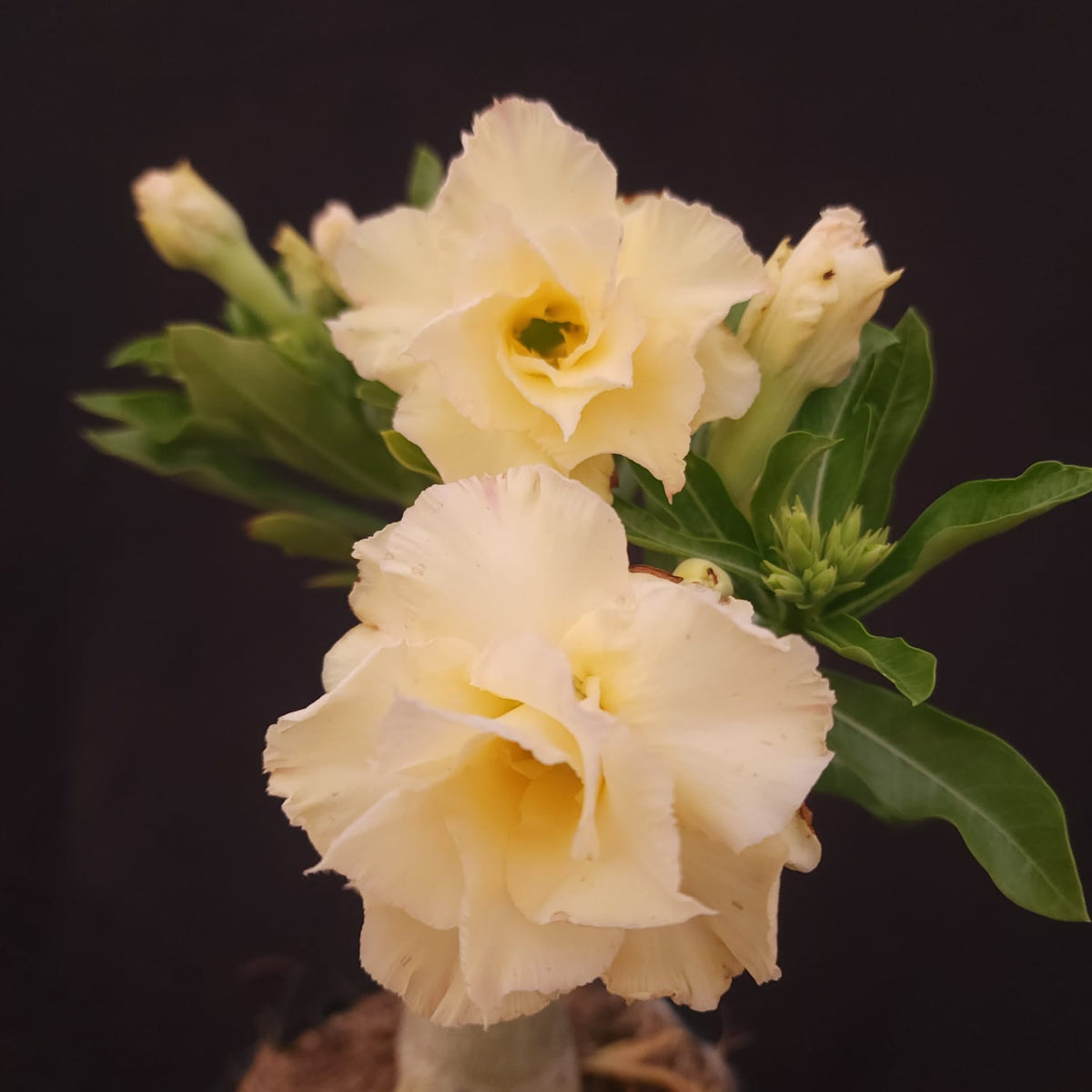 ROSA DO DESERTO EXCLUSIVA L-131 | NUSA | AMARELA - Apolonia Grade