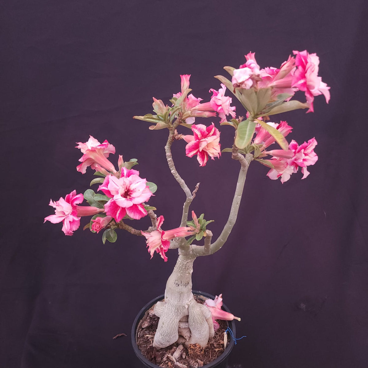 ROSA DO DESERTO EXCLUSIVA L-132 | FEITIÇO | AMARELA COM VERMELHO - Apolonia Grade