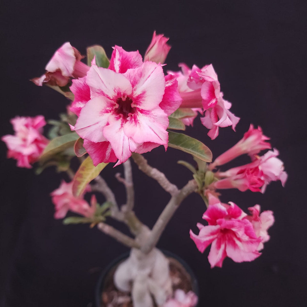 ROSA DO DESERTO EXCLUSIVA L-132 | FEITIÇO | AMARELA COM VERMELHO - Apolonia Grade