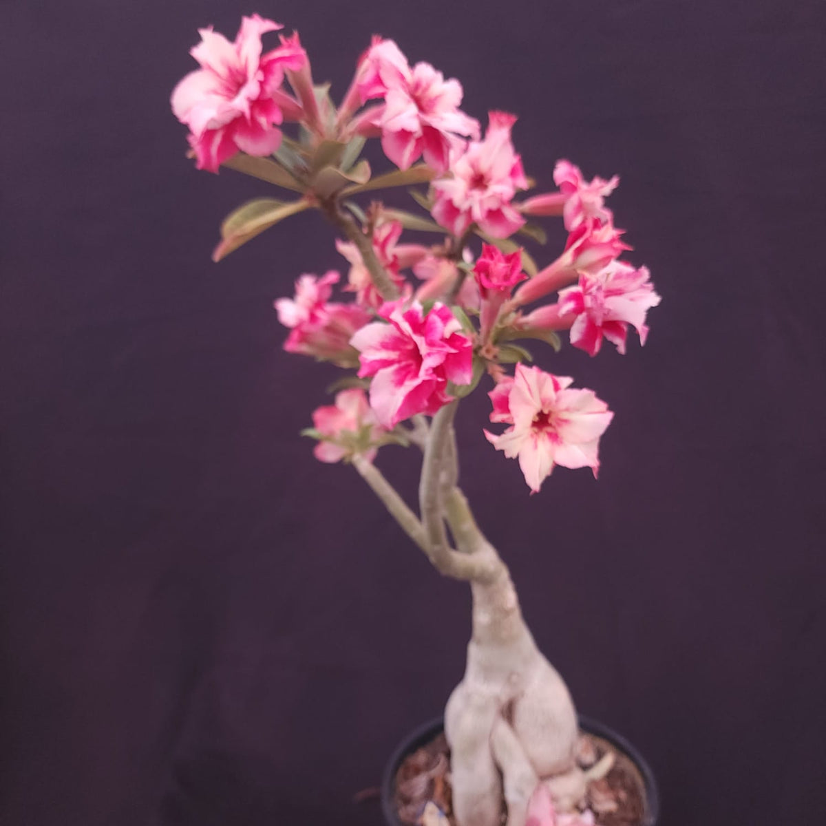 ROSA DO DESERTO EXCLUSIVA L-132 | FEITIÇO | AMARELA COM VERMELHO - Apolonia Grade