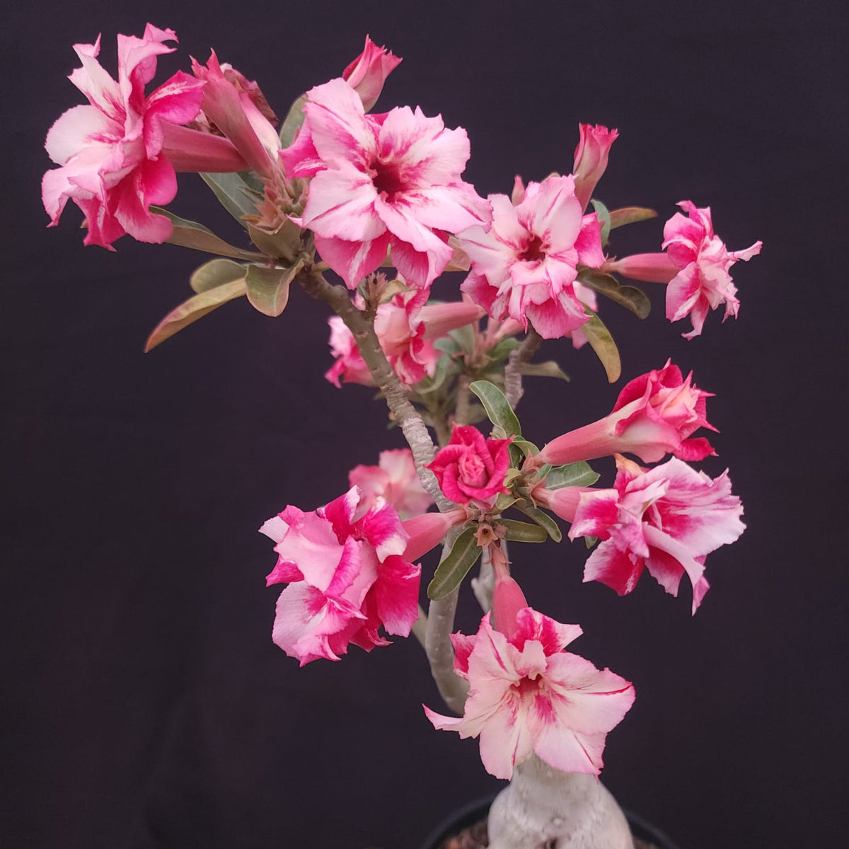 ROSA DO DESERTO EXCLUSIVA L-132 | FEITIÇO | AMARELA COM VERMELHO - Apolonia Grade