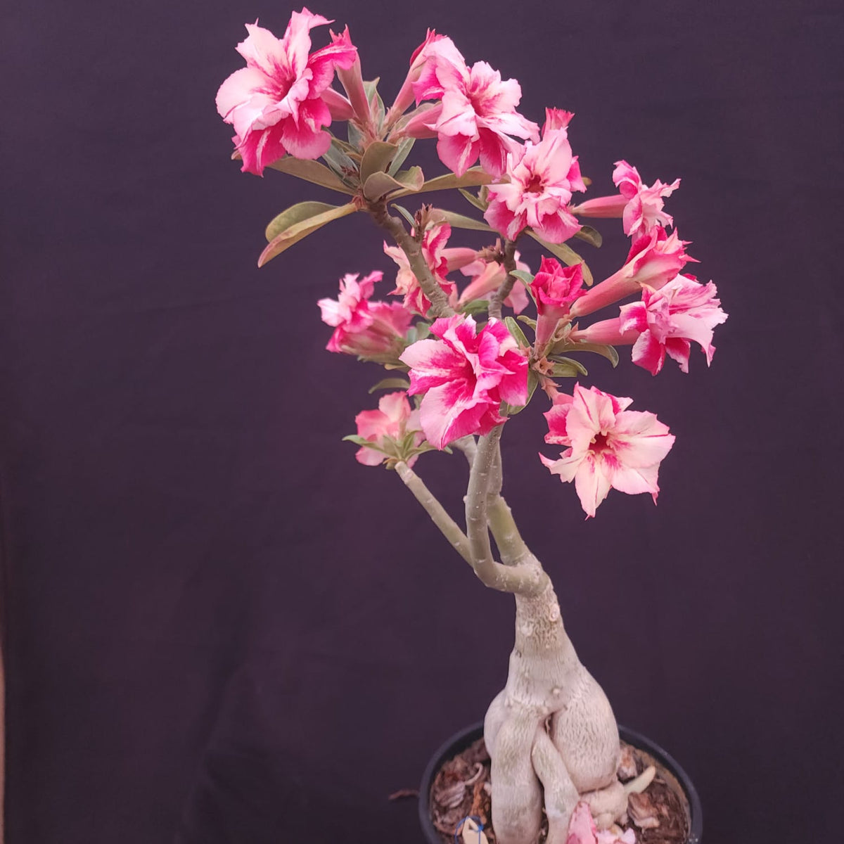 ROSA DO DESERTO EXCLUSIVA L-132 | FEITIÇO | AMARELA COM VERMELHO - Apolonia Grade
