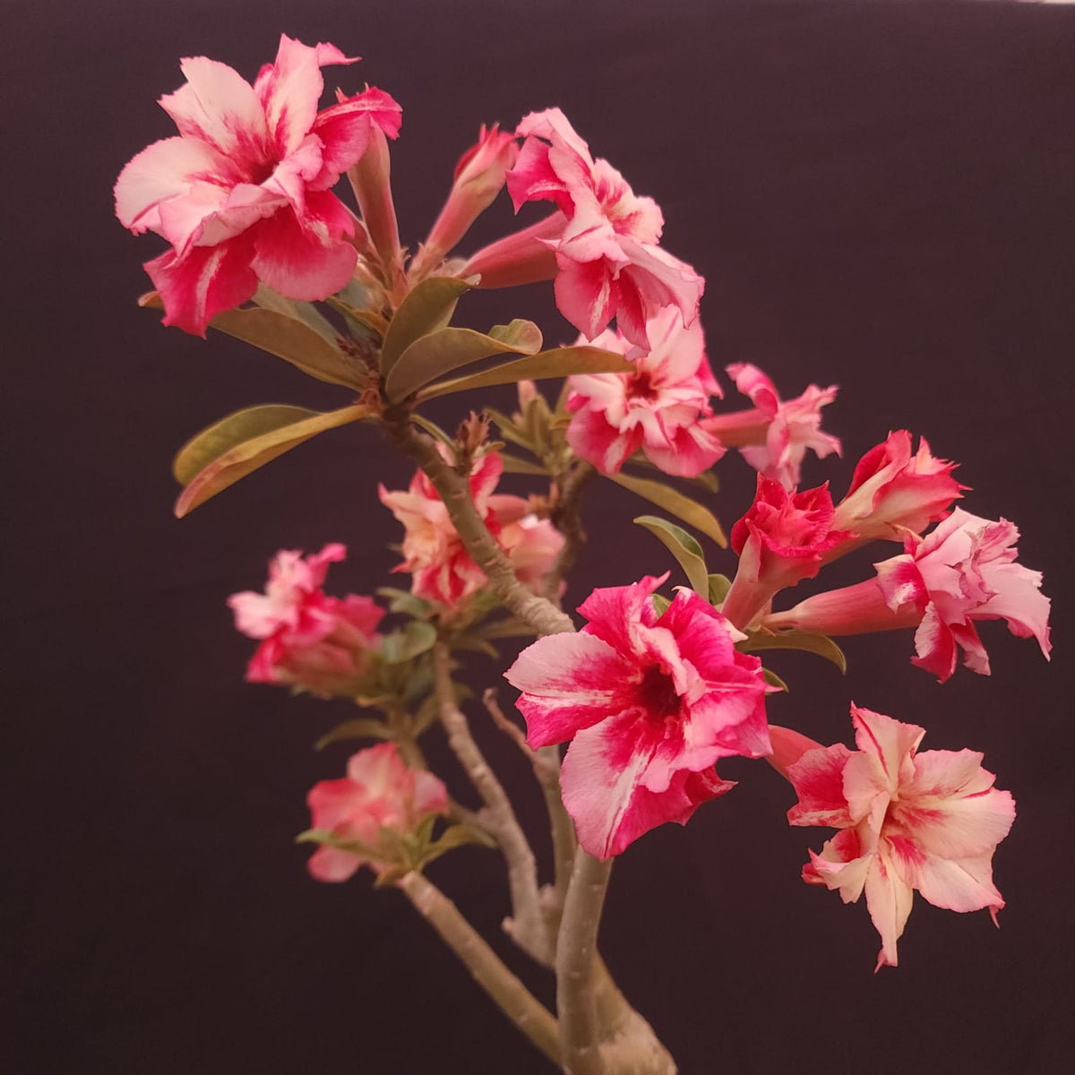 ROSA DO DESERTO EXCLUSIVA L-132 | FEITIÇO | AMARELA COM VERMELHO - Apolonia Grade