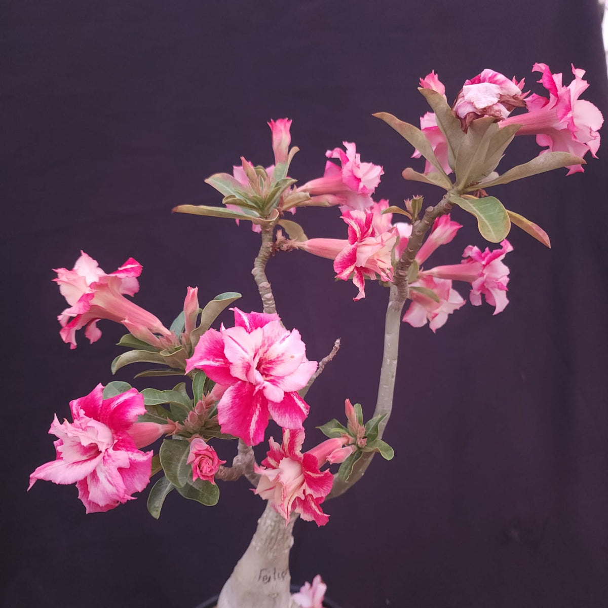 ROSA DO DESERTO EXCLUSIVA L-132 | FEITIÇO | AMARELA COM VERMELHO - Apolonia Grade