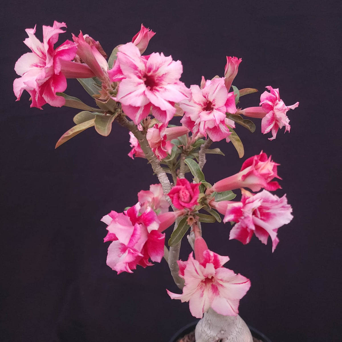 ROSA DO DESERTO EXCLUSIVA L-132 | FEITIÇO | AMARELA COM VERMELHO - Apolonia Grade