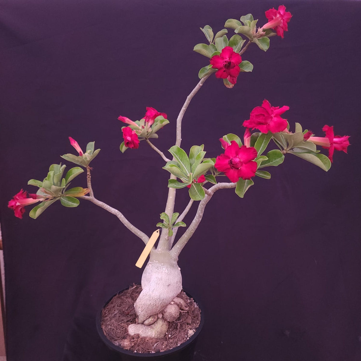 ROSA DO DESERTO EXCLUSIVA L-134 | SEMENTEIRA | DOBRADA - Apolonia Grade