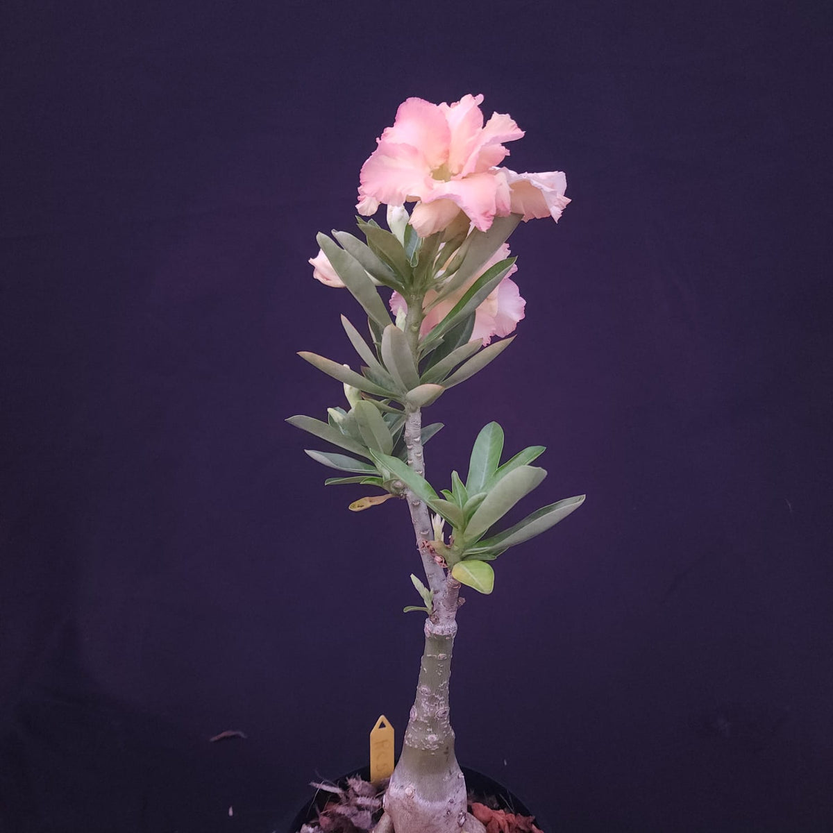 ROSA DO DESERTO EXCLUSIVA L-135 | RC 580 | DOBRADA - Apolonia Grade