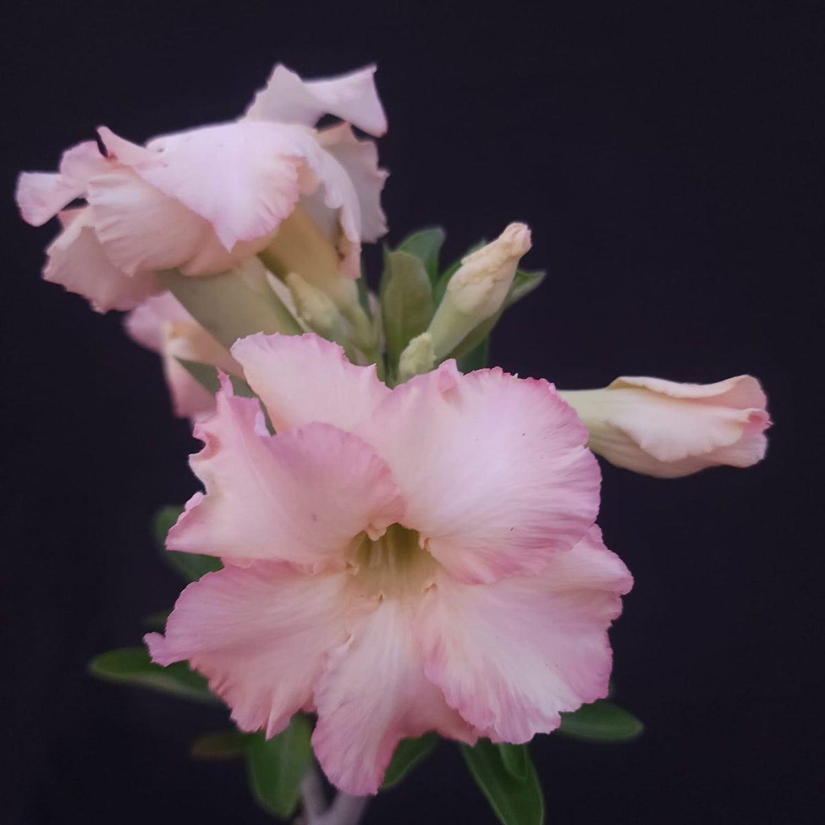 ROSA DO DESERTO EXCLUSIVA L-135 | RC 580 | DOBRADA - Apolonia Grade