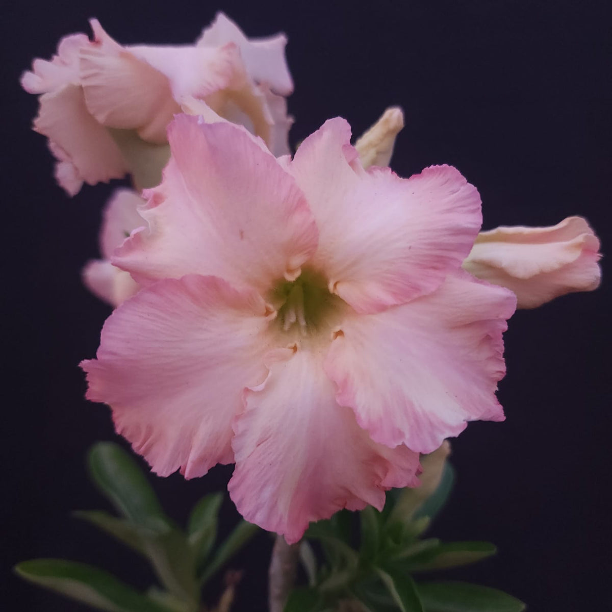 ROSA DO DESERTO EXCLUSIVA L-135 | RC 580 | DOBRADA - Apolonia Grade