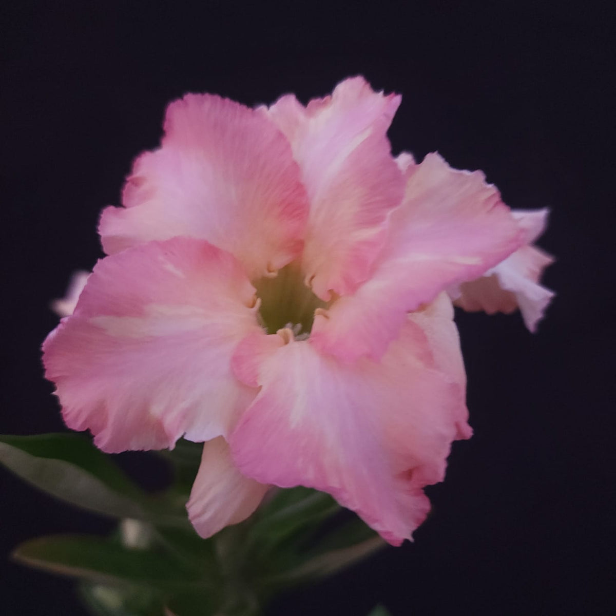ROSA DO DESERTO EXCLUSIVA L-135 | RC 580 | DOBRADA - Apolonia Grade