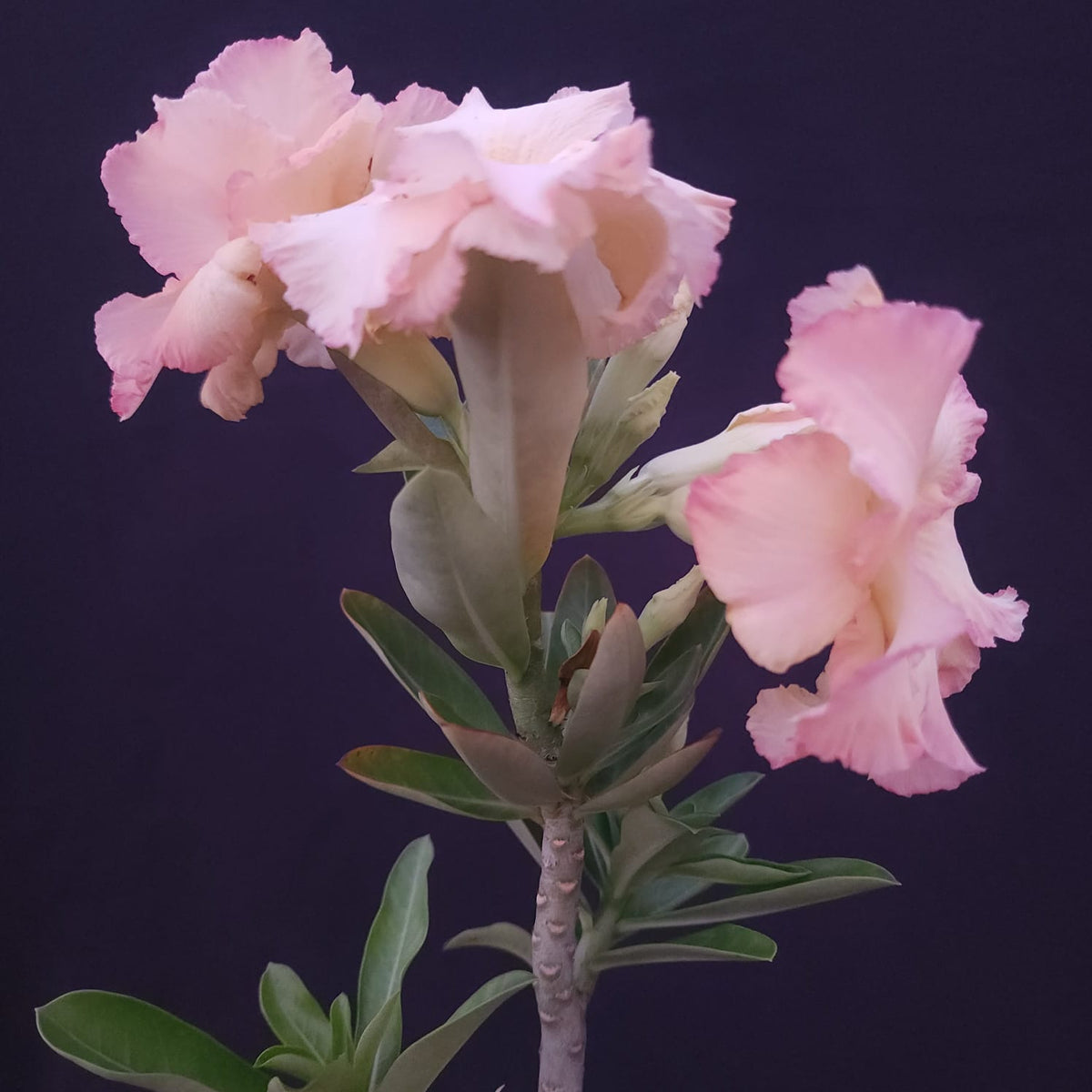 ROSA DO DESERTO EXCLUSIVA L-135 | RC 580 | DOBRADA - Apolonia Grade