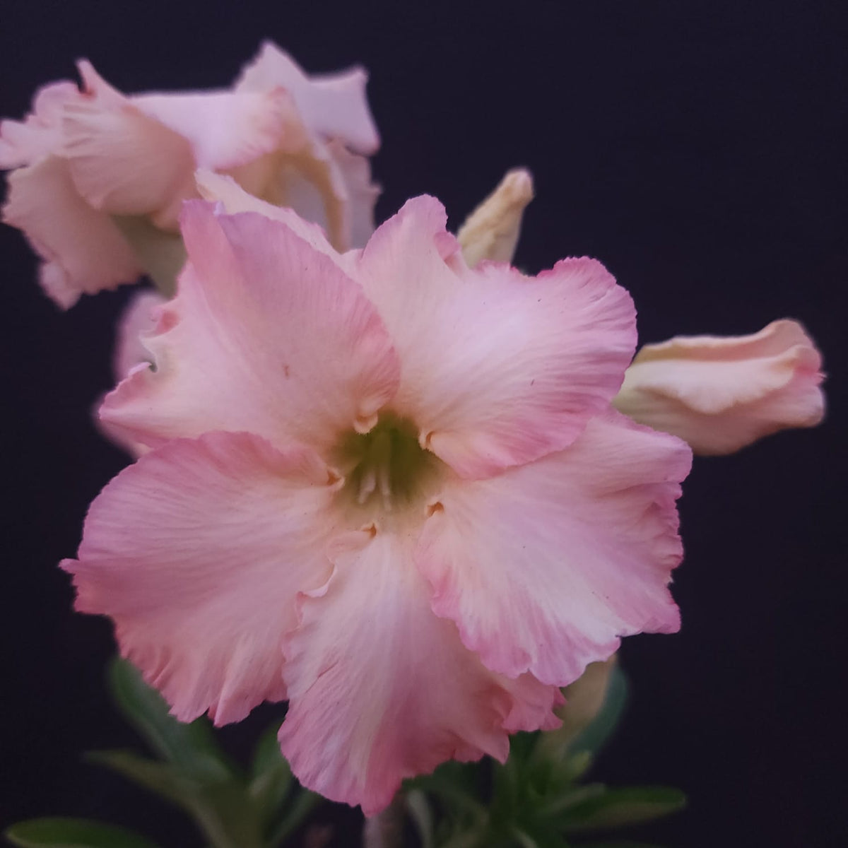 ROSA DO DESERTO EXCLUSIVA L-135 | RC 580 | DOBRADA - Apolonia Grade
