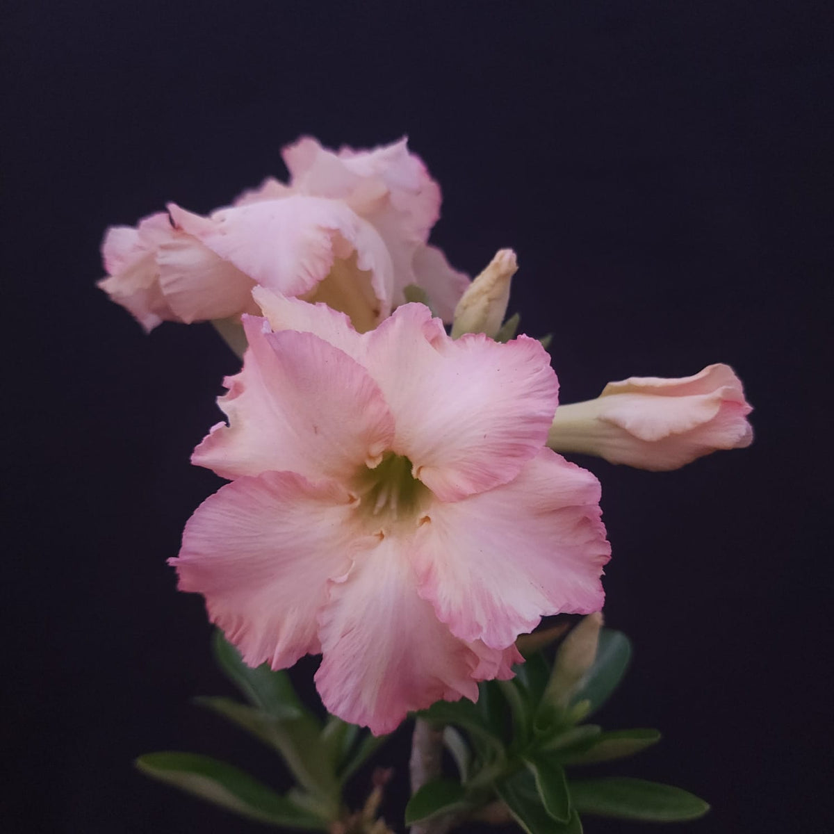 ROSA DO DESERTO EXCLUSIVA L-135 | RC 580 | DOBRADA - Apolonia Grade