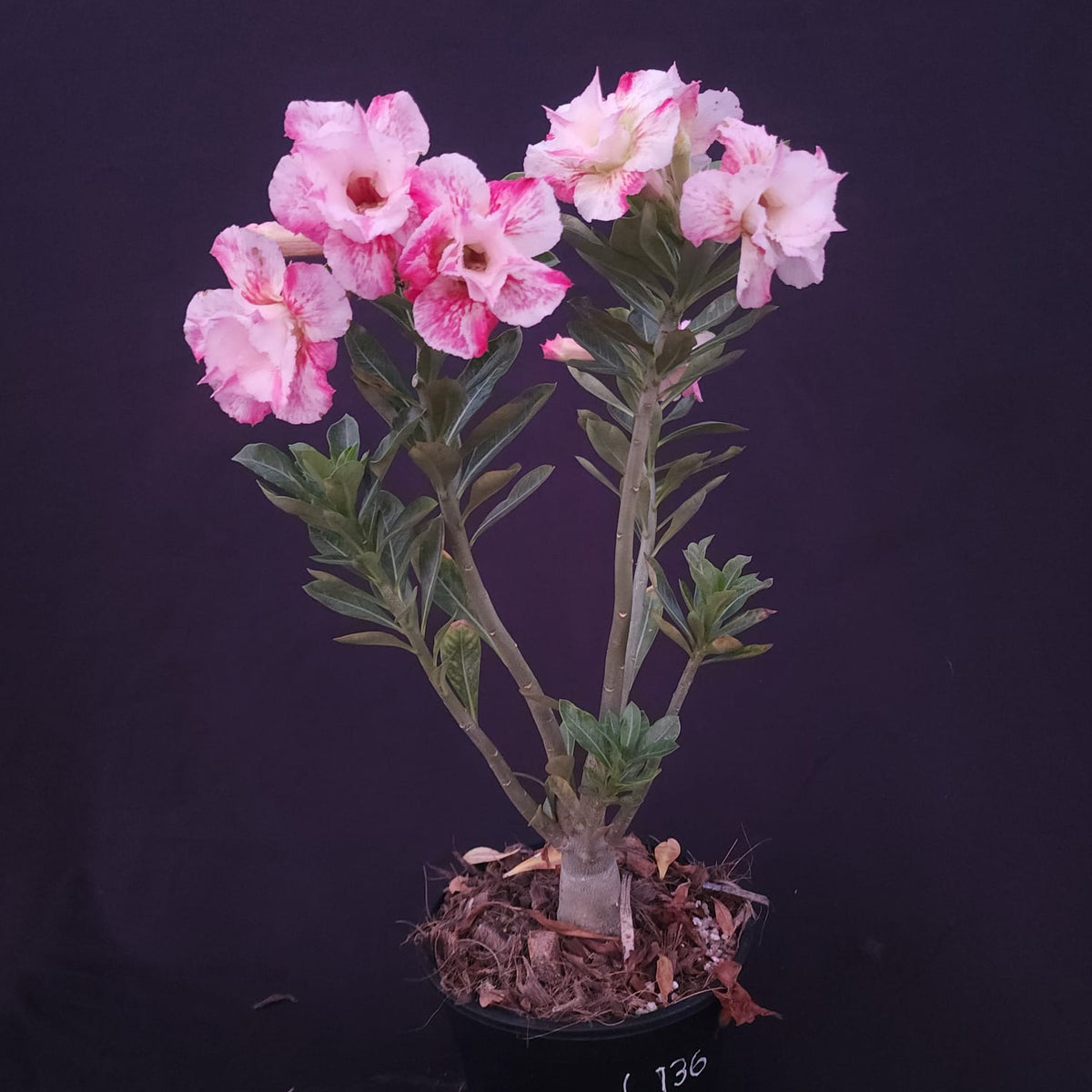 ROSA DO DESERTO EXCLUSIVA L-136 | SEMENTEIRA | DOBRADA - Apolonia Grade