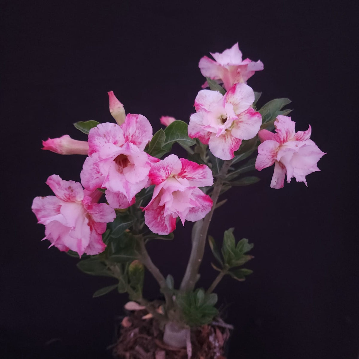 ROSA DO DESERTO EXCLUSIVA L-136 | SEMENTEIRA | DOBRADA - Apolonia Grade