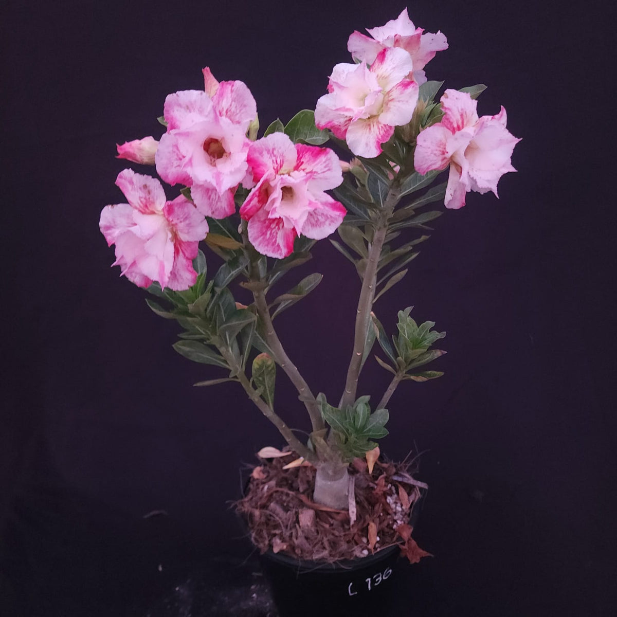 ROSA DO DESERTO EXCLUSIVA L-136 | SEMENTEIRA | DOBRADA - Apolonia Grade