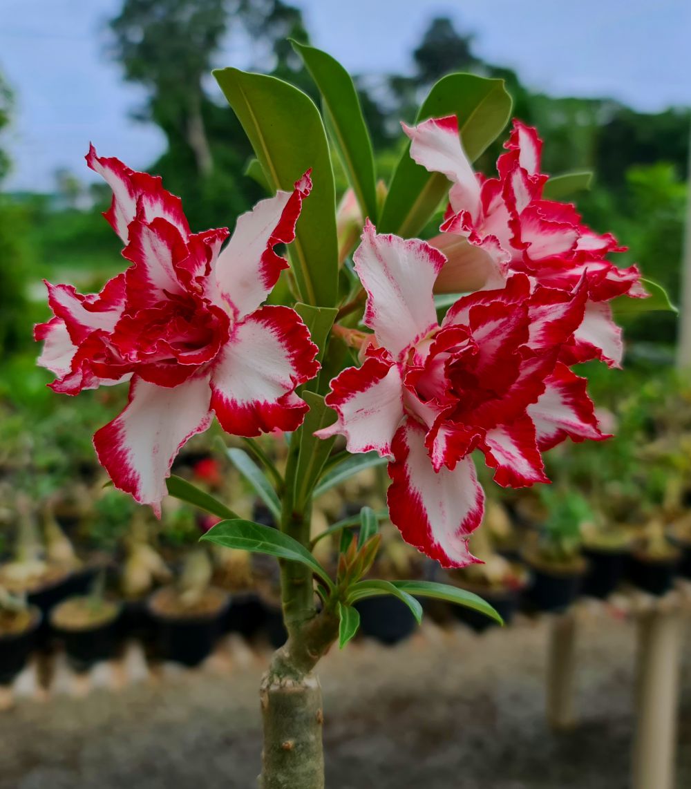ROSA DO DESERTO FERRARI | MULTIPÉTALAS - Apolonia Grade