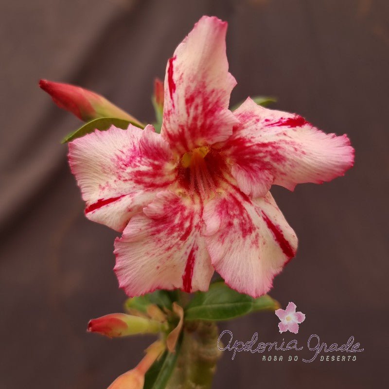 ROSA DO DESERTO FOGARÉU| SINGELA - Apolonia Grade