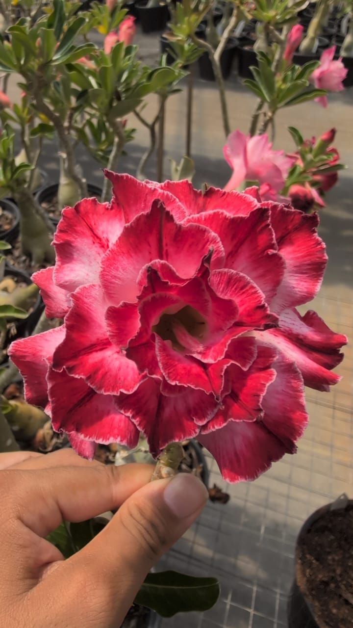 ROSA DO DESERTO HARUMI | MULTIPÉTALAS - Apolonia Grade