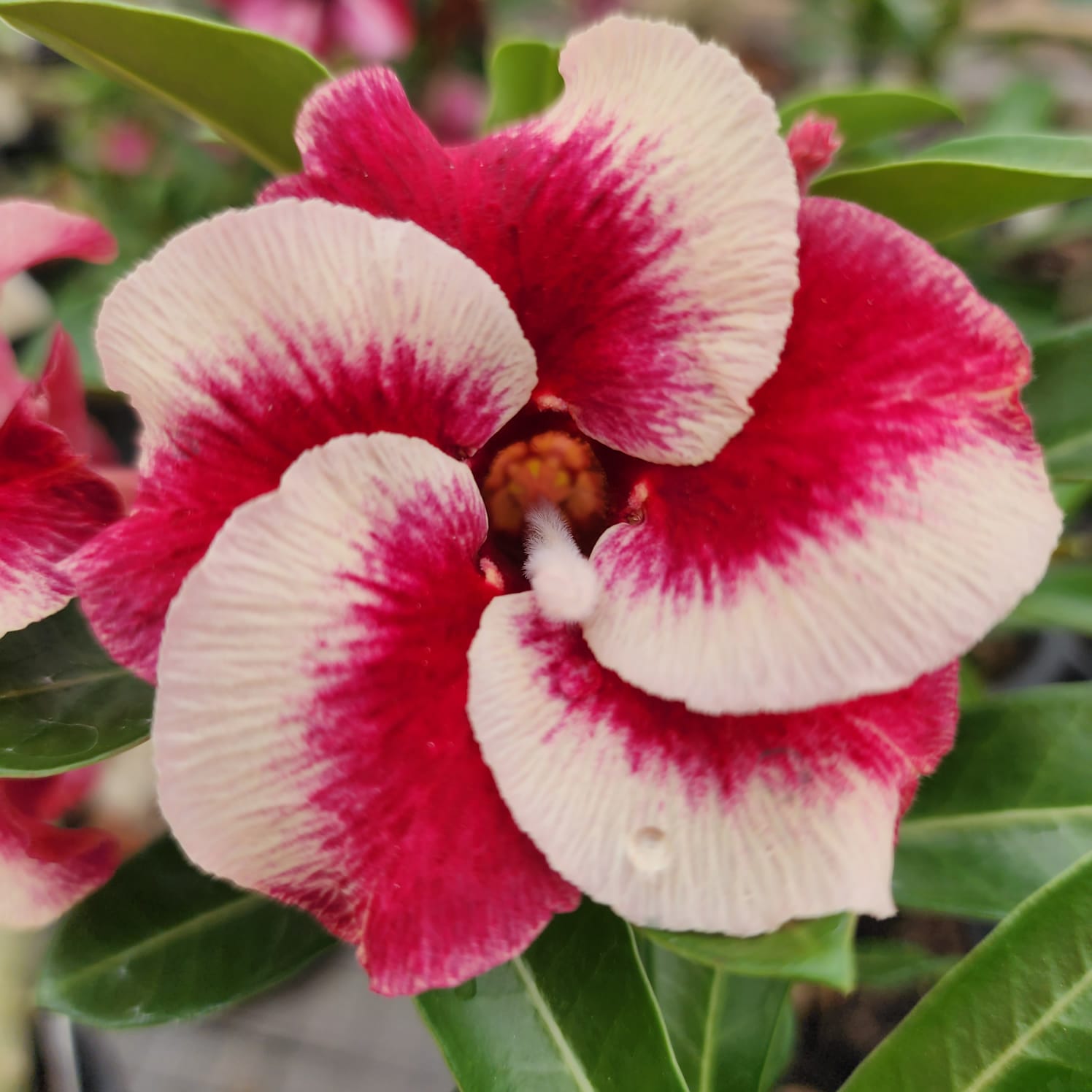 ROSA DO DESERTO HELICE | SINGELA - Apolonia Grade