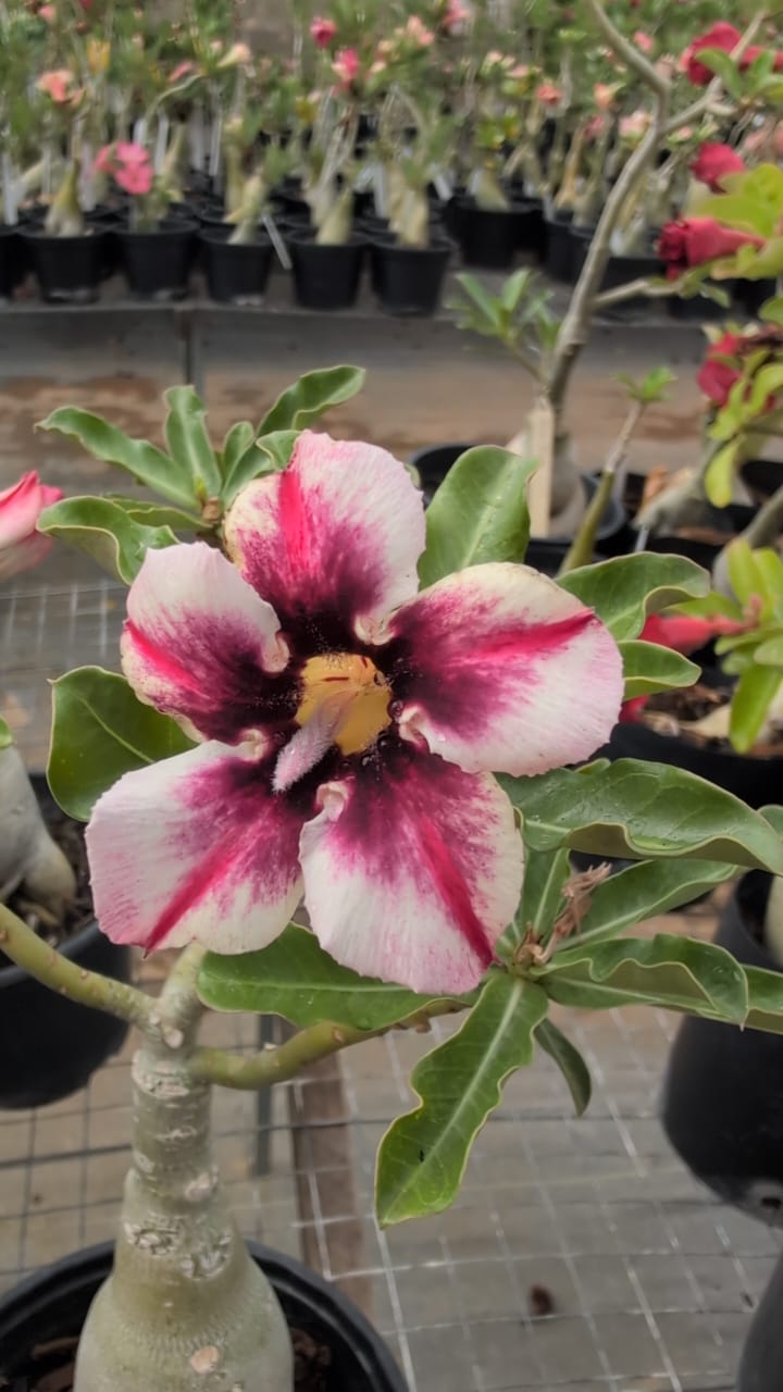 ROSA DO DESERTO HOBBIT | SINGELA - Apolonia Grade