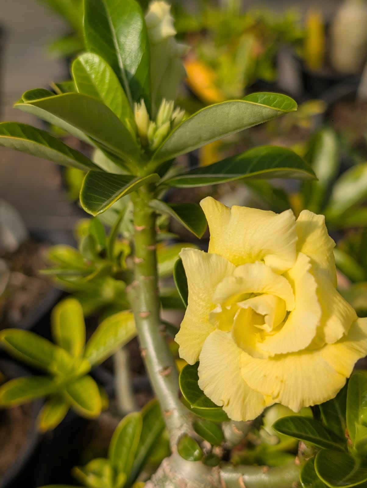ROSA DO DESERTO IMACULADA - Apolonia Grade