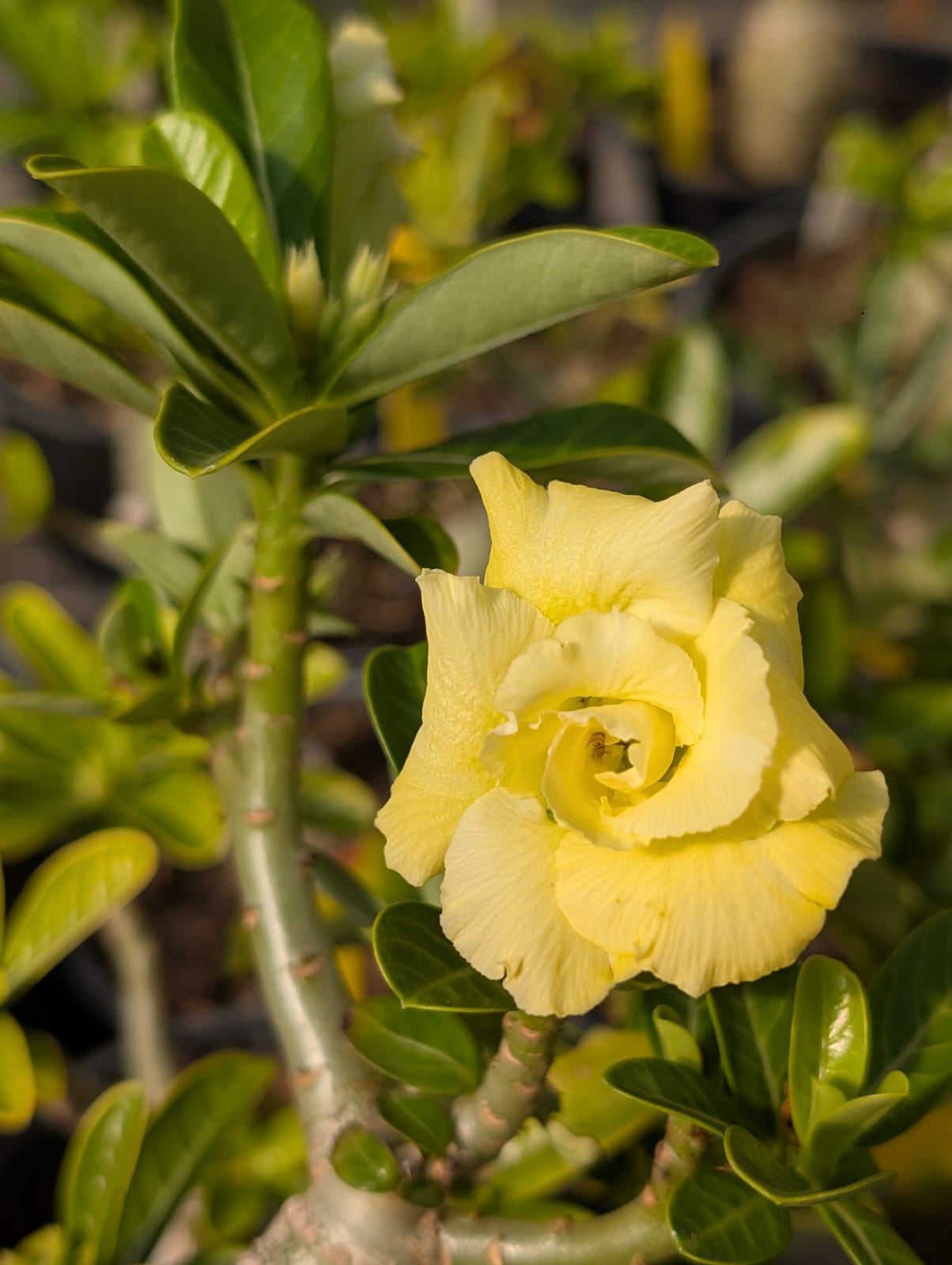 ROSA DO DESERTO IMACULADA - Apolonia Grade