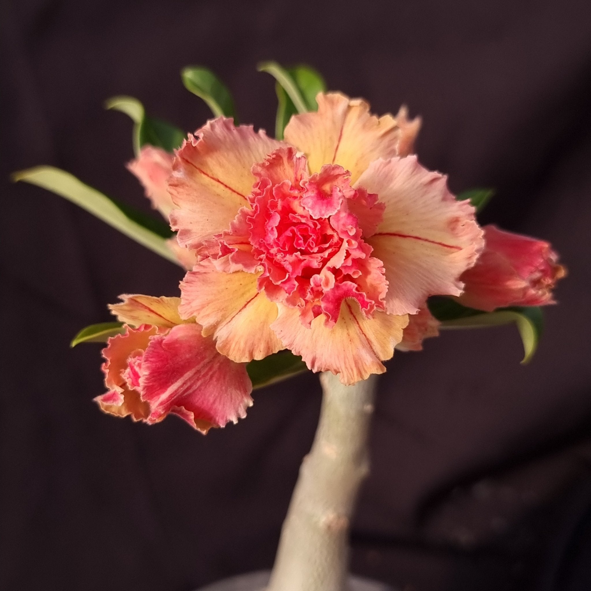 ROSA DO DESERTO LARANJA LK725| MULTIPÉTALAS - Apolonia Grade