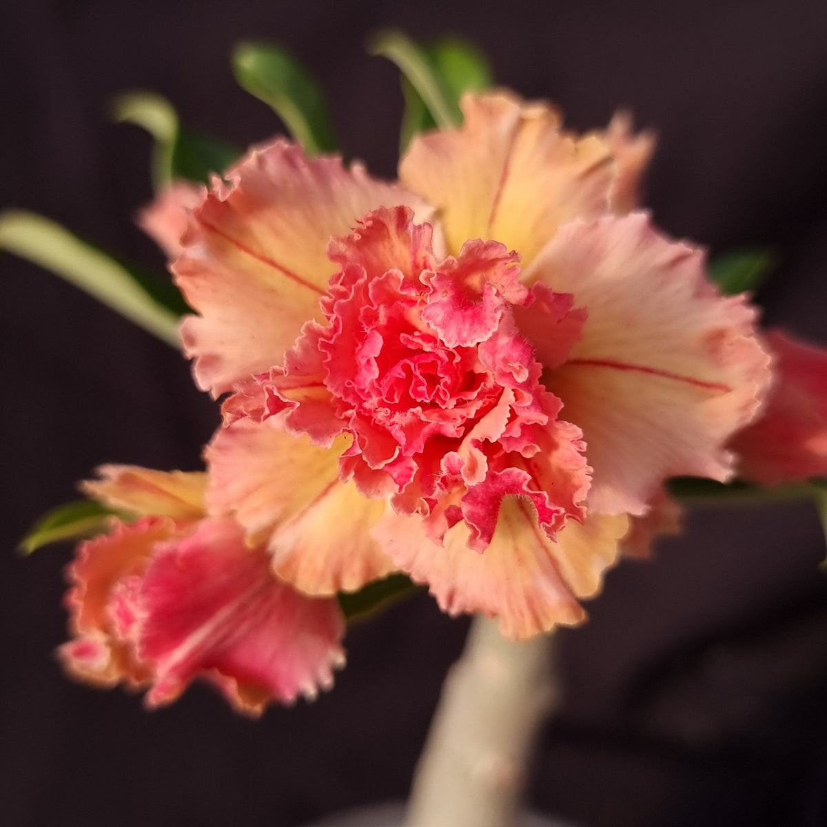 ROSA DO DESERTO LARANJA LK725| MULTIPÉTALAS - Apolonia Grade