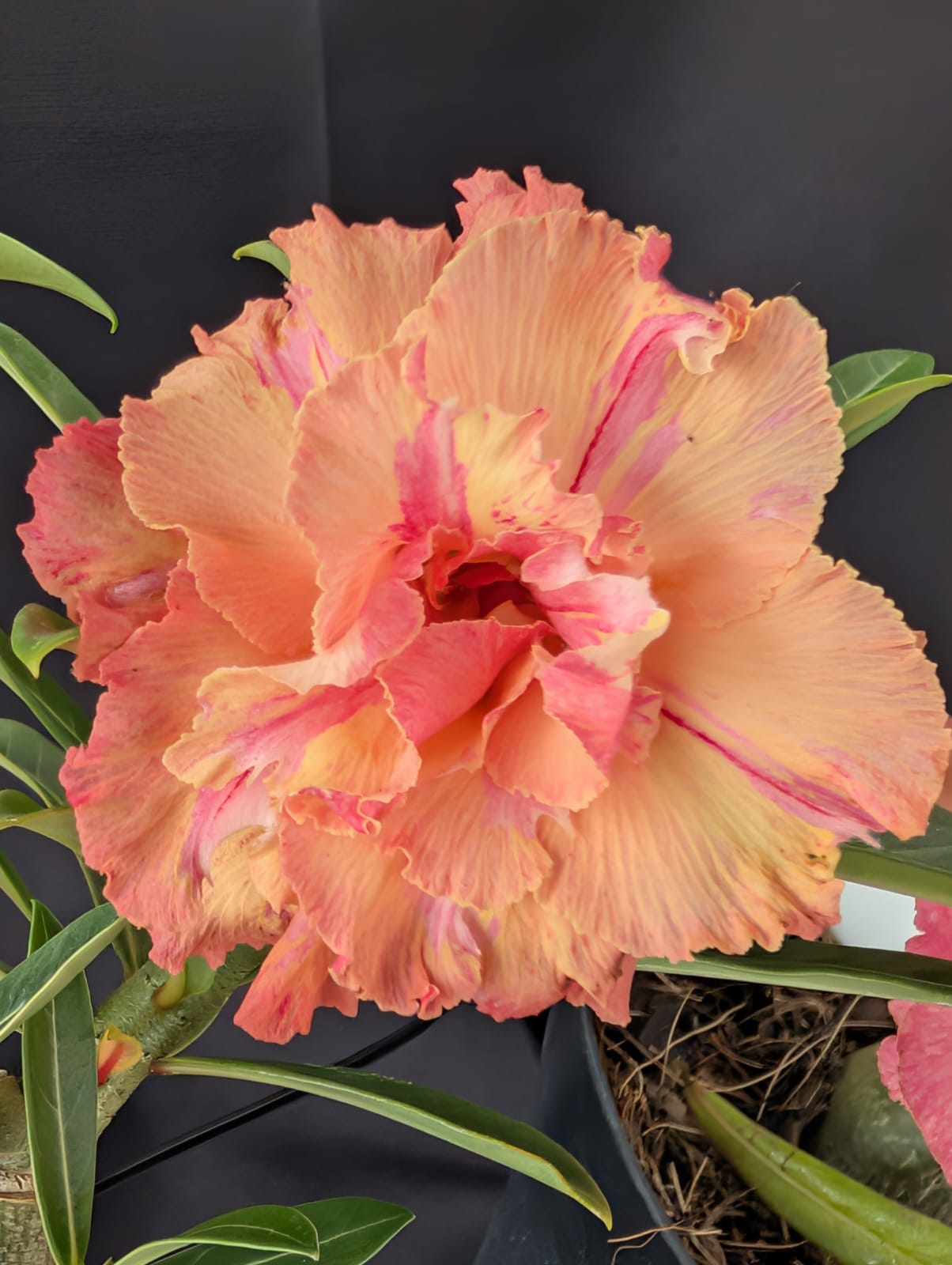 ROSA DO DESERTO LARANJA LK725| MULTIPÉTALAS - Apolonia Grade