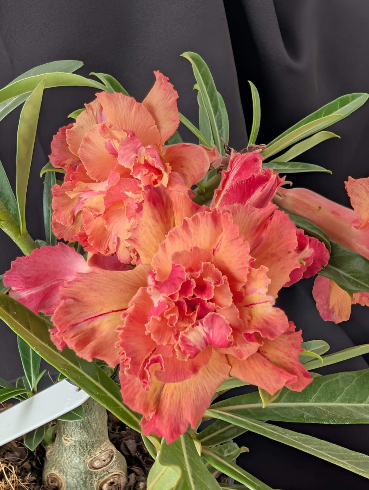 ROSA DO DESERTO LARANJA LK725| MULTIPÉTALAS - Apolonia Grade